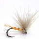 HV71  Fanta Carne Molino 277 exubia P. 3256