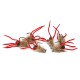 CT01-STBB - Streamer para la pesca de ciprinidos