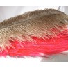 Avestruz (pluma completa) 