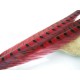 Faisan Pluma Cola (2 plumas)