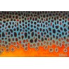 DeYoung Art - Brown Trout Flank – Buck