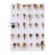 Patagonia Fly Box - Pheasant Tail Flies