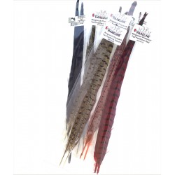 Faisan Pluma Cola (2 plumas)