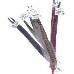Faisan Pluma Cola (2 plumas)