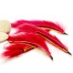 Culebrilla Conejo Red